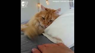 😍Ida lives with her cat 'Teo' in a tiny house!