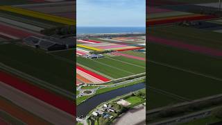 Tulip Mania: The First Economic Bubble !!