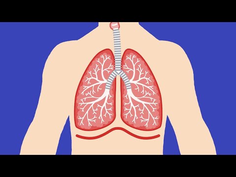RESPIRATORY SYSTEM SONG | Science Music Video
