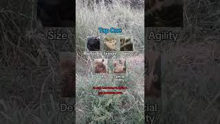 AOT SKILL FILTER #shorts #aot #anime #tiktok