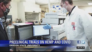 OSU researchers say preclinical trials on hemp compounds blocking COVID-19 will happen 'very soon'