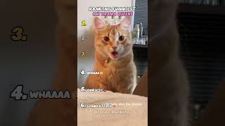 Ranking Funniest Cat Drama Queens 💅