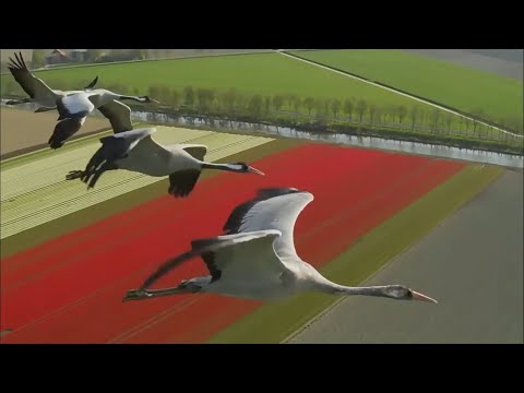Naoki Sato 佐藤直紀 - Departure 【HD】