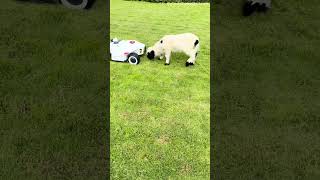 Video of the Day| Meet the world’s cutest sheep with LUBA!