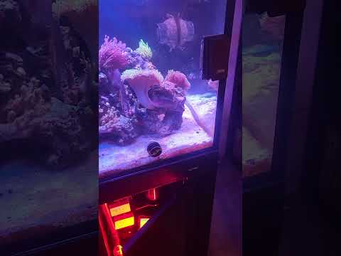 wrasse normal behavior