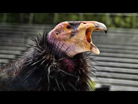 This Ancient Bird Ate Mammoths... Now It’s Almost Gone