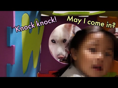My three dogs meet my 3-year old sister for Christmas