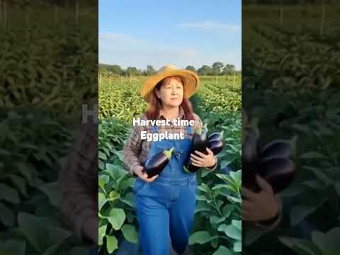 eggplant #harvesting #eggplant #trending #lipacitybatangas