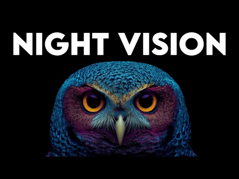 How Owls Hunt in Darkness
