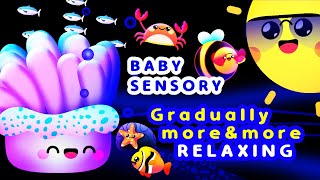 Baby Sensory - Wind down and relax 💤😴 Infant visual stimulation 🐠🪸 Summer Dreams