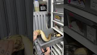 🐍🐍🐍🐍🐍 #viralvideo #shorts