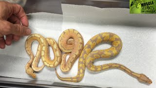 Banana Baby Ball Pythons: Genetics Lesson!