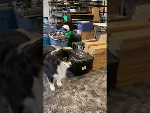Australian Shepherd at the Office