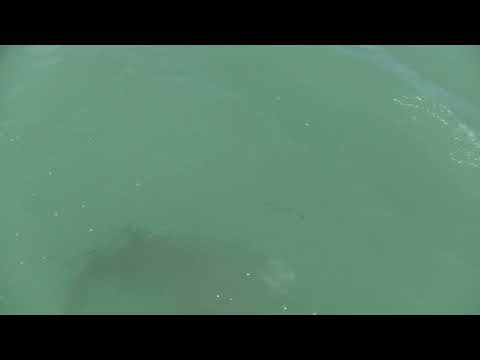 Big Shark caught on rod, Key West