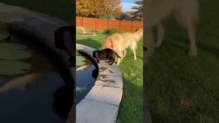 Cats & Dogs stories #shorts #petlover #animallovers