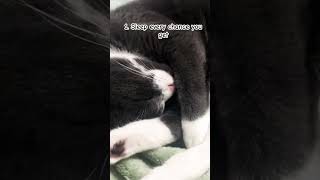 Are you a cat??? 🐈 🐱 #catproblems #kitten #cats  #funny #cat #viralshorts