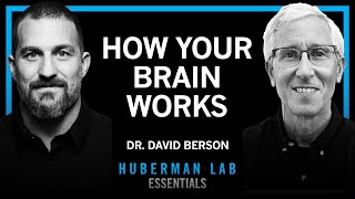 Essentials: How Your Brain Functions & Interprets the World | Dr. David Berson
