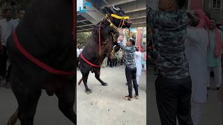 Laddu Yadav Sadar 2025 #ladduyadav sadar | #khairatabadsadar sadar #sadarfestival 2025