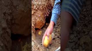 "Gold Found While Digging Land | Hidden Treasure Discovery | Real Gold Treasure Hunt"
