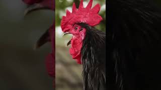 Rooster Crowing | Morning Rooster Crowing | Rooster Sound