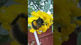 This Chunky Bee Shouldn’t Fly-But it Does! #animals #bumblebee #cute