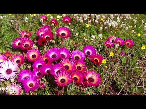 SELF-DRIVE TRIP-KALEIDOSCOPE OF FLOWERS-WEST COAST NATIONAL PARK DURING STAGE 2 OF LOCK DOWN 2020