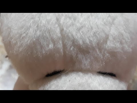 Silent Livestream