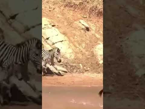 Intense Hunt Zabrian KID