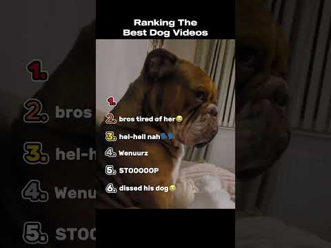 Ranking The Best Dog Videos