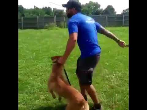 Frost Kennels: Detection Dog Candidate