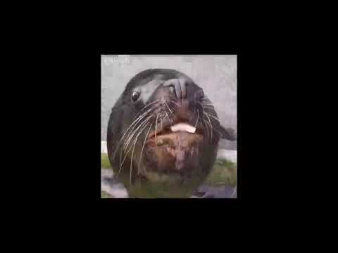 seal eats fish