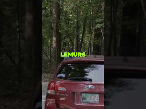 Madagascar's Dwarf Lemurs: Nature's Tiny Wonders | Wildlife Short