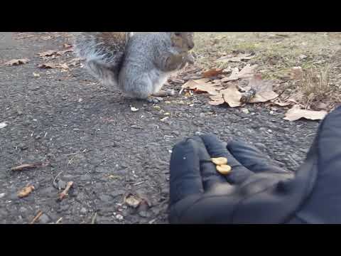 Squirrel eats out of my hand, close up