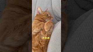 Together is more fun #shorts #cat #katzen #catlife #funnycats #cutecat