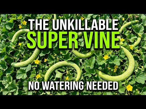 Better Than Cucumbers. The "Unkillable" Vine That Feeds You All Summer (No Watering)