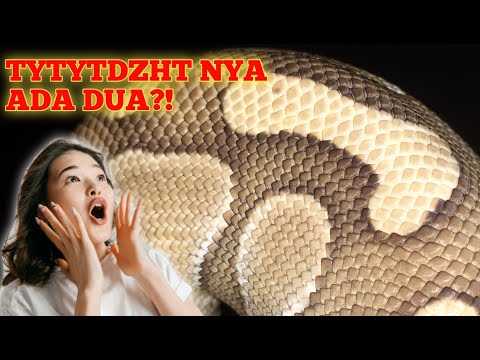 BELAJAR "POPPING" UNTUK MENGETAHUI JENIS KELAMIN ULAR.