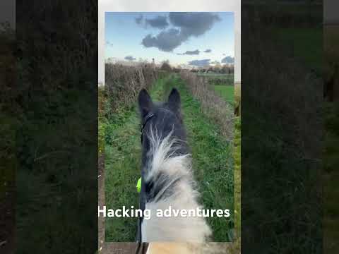 Spending hours doing my favourite thing #horse #horseriding #equestrian #riding #horsegirls