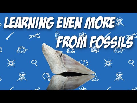 Learning Even More From Fossils