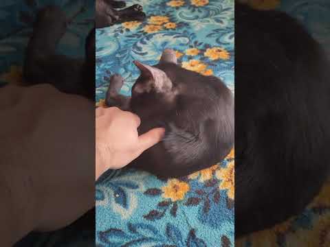cat think i lick him....