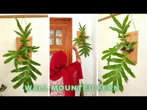 diy plant hanger | How to mount a fern | wall mounted fern | hanging plant ideas | diy plant stand