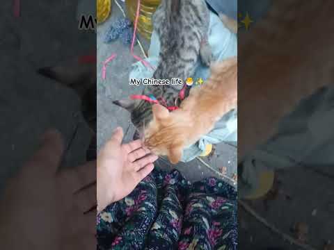 My Chinese life 🐣✨ #chinalife #reels #shorts #shortvideo #cat #food #music #university #china