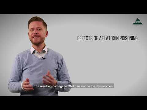 Mycotoxin Minute 93 – What Makes Aflatoxin B1 So Dangerous?