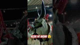 Most Dangerous Bull In Shahpurkanjra Mandi 😯 | Pakistan cattle market #yt #shortsfeed #shorts