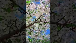 Spring's Embrace: A Blossom-Filled Serenade#SpringVibes #FloralBeauty #NatureLovers