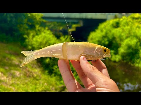 This Hidden Florida Creek Was LOADED With Fish