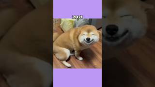 Where Are The Famous Dog Memes Now?💔 (ThenVsNow) #shorts