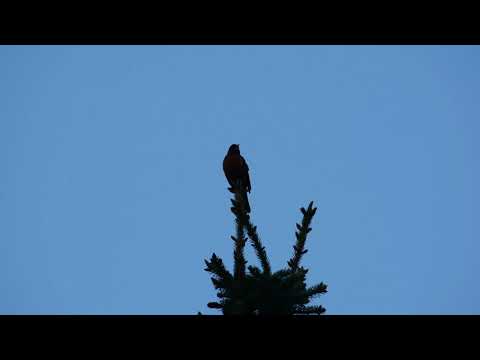 Birds Voices (20140614-069)