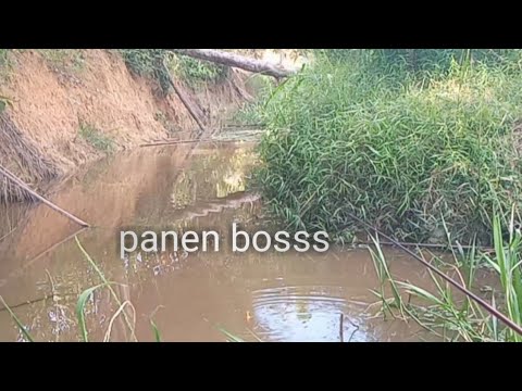 Mancing nila || makin panas makin ganas