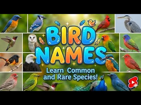 Bird Names for kids🐦 (English+ Hindi ) 🐤#birdnamesforkids #kidslearning #videoforkids #BirdLearning