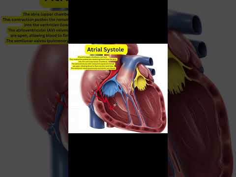 Cardiac Cycle: Atrial Systole #heart #hearthealth #anatomy #medic #college #physiology #anatomy